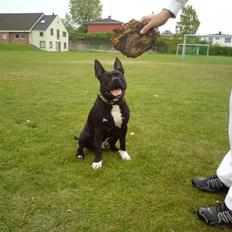 Amerikansk staffordshire terrier (¯`´·.¸ Chico ¸.·´´¯)