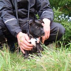 Amerikansk staffordshire terrier (¯`´·.¸ Chico ¸.·´´¯)