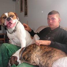 Amerikansk bulldog østergaards Noah