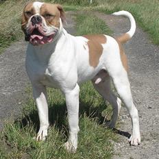 Amerikansk bulldog østergaards Noah