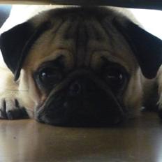 Mops Samson
