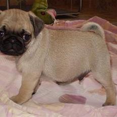 Mops Samson