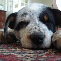 Australsk cattledog Max