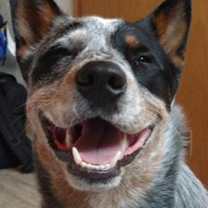 Australsk cattledog Max