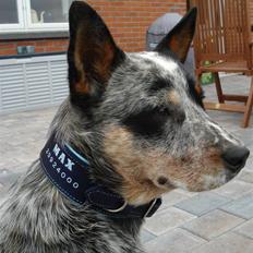 Australsk cattledog Max
