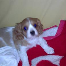 Cavalier king charles spaniel Charlie