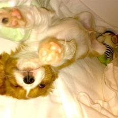 Cavalier king charles spaniel Charlie