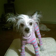 Chinese crested hårløs Cronhammar's Imperial China