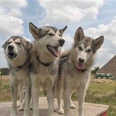 Alaskan malamute alaskans-miqila Kenya