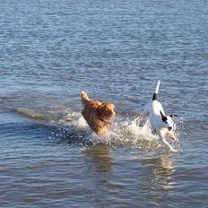 Nova scotia duck tolling retriever Shaggy Tollers Lyra