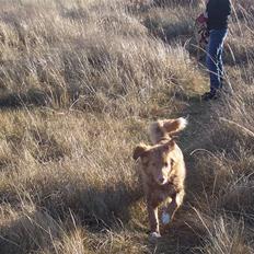 Nova scotia duck tolling retriever Shaggy Tollers Lyra