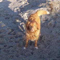 Nova scotia duck tolling retriever Shaggy Tollers Lyra