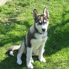 Siberian husky Zico