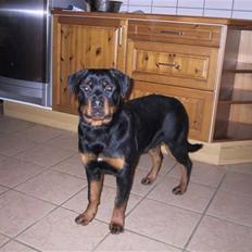 Rottweiler Xinkas Aida