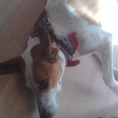 Dansk svensk gaardhund Pernille (snittel)