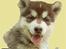 Alaskan malamute Sakima
