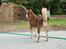 Alaskan malamute Sakima - 4 1/2 mdr
