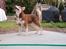 Alaskan malamute Sakima - 4 1/2 mdr