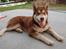 Alaskan malamute Sakima - 4 1/2 mdr