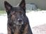 Schæferhund Vito R.I.P vild i fred.