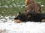 Schæferhund Vito R.I.P vild i fred.
