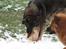 Schæferhund Vito R.I.P vild i fred.