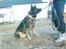Schæferhund Vito R.I.P vild i fred.