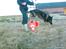 Schæferhund Vito R.I.P vild i fred.