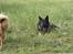 Schæferhund Vito R.I.P vild i fred.