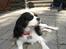Cavalier king charles spaniel Freja ( RIP)