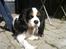 Cavalier king charles spaniel Freja ( RIP)