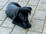 Labrador retriever Formel 1 - Becca - 8 uger - ugen hvor vi fik hende