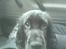 Cocker spaniel Felix - Felix 3 mdr. 