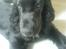Cocker spaniel Felix - Felix 3 mdr. 