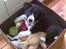 Border collie Kahlua