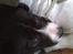 Border collie Kahlua