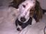 Border collie Kahlua