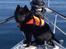Schipperke Skipper Zidan - Jeg er en rigtig skibshund.