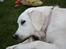 Golden retriever Nova - uhh.. Godt ben, bare Freia ikke ser mig