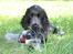 Cocker spaniel Basil