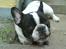 Fransk bulldog Charlie - Grumpy - De farlige blade skal bare gnaskes på......gumle gumle
