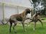 Grand danois Thor