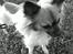 Chihuahua Snoopy - Snoopy