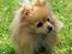 Pomeranian Pomzoo's Ice On Fire Amy - nyt nu med sommerpels :)