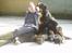 Berner sennenhund Lonnie - Hygge.