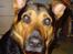 Blanding af racer sasha r.i.p - sasha....