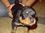 Blanding af racer sasha r.i.p - myloo..... min anden hund