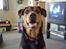 Blanding af racer sasha r.i.p - myloo...