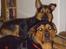 Blanding af racer sasha r.i.p - sasha bagerst og myloo forest.. mor og datter