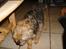 Border terrier Cindarella In Blue(Zoffy)